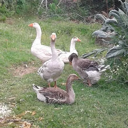 בית חווה Il Vecchio Portico Francavilla Bisio